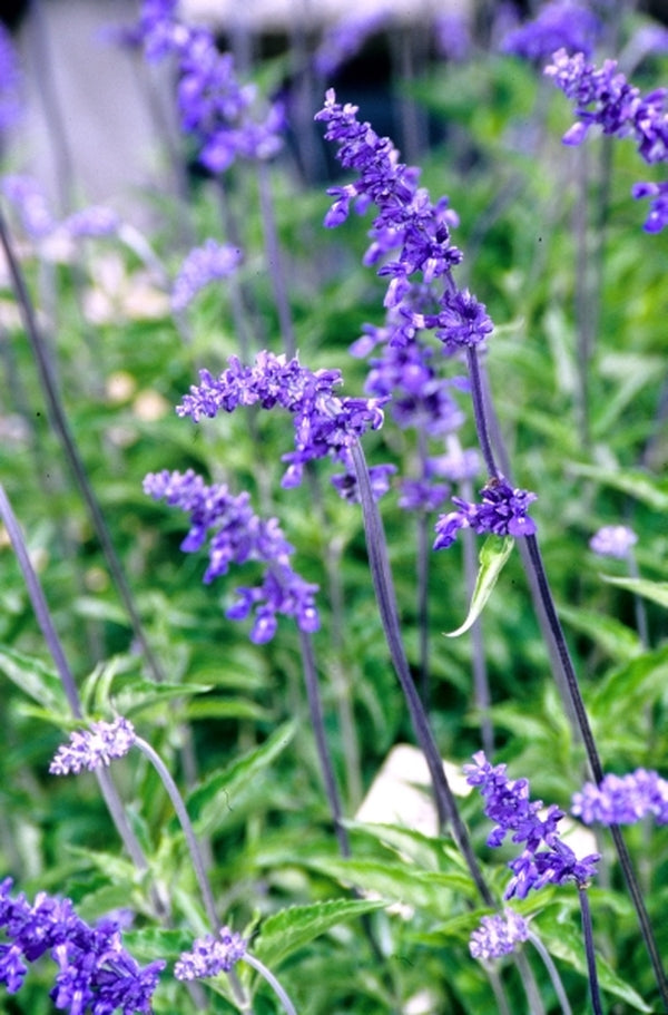 Image of Salvia farinacea 'Henry Duelberg' taken at Juniper Level Botanic Gdn, NC by JLBG
