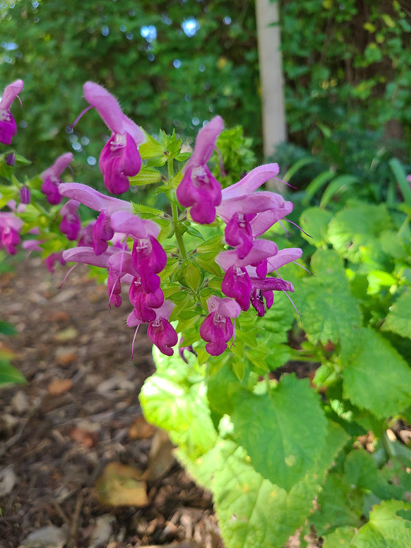 Image of Salvia glabrescens 'Autumn Enchanter' taken at Juniper Level Botanic Gdn, NC by JLBG