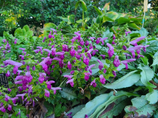 Image of Salvia glabrescens 'Autumn Enchanter' taken at Juniper Level Botanic Gdn, NC by JLBG