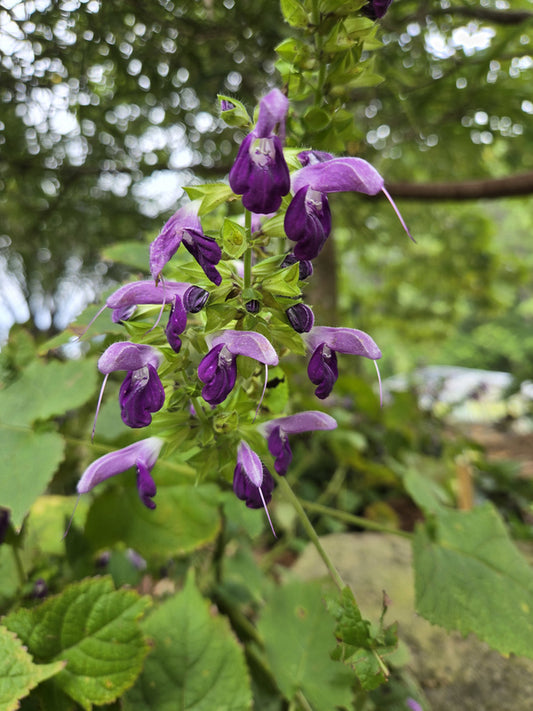 Image of Salvia glabrescens 'Autumn Equinox' taken at Juniper Level Botanic Gdn, NC by JLBG