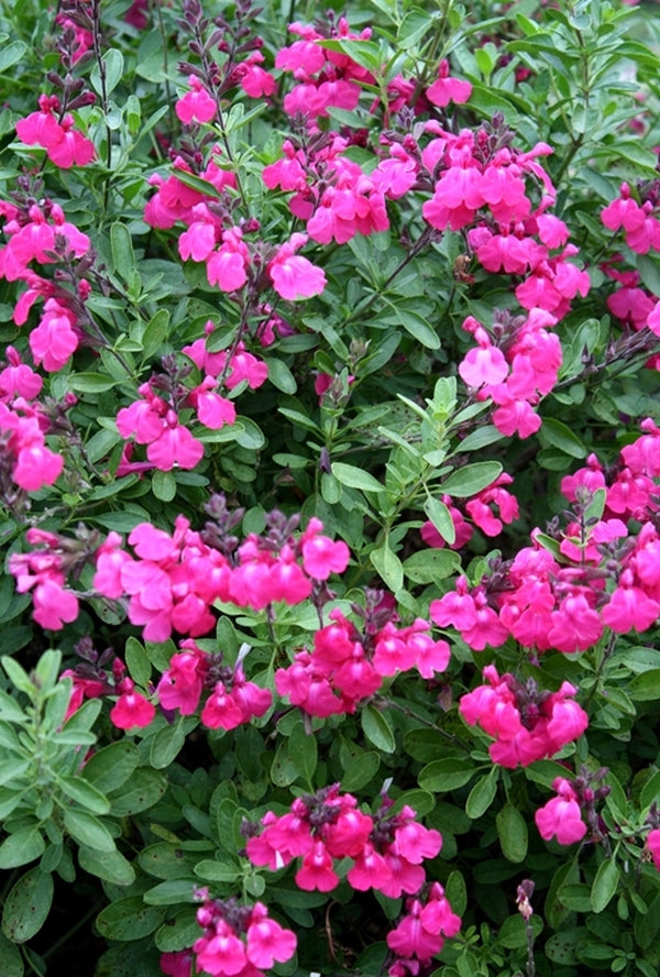 Image of Salvia greggii 'Big Pink' taken at Juniper Level Botanic Gdn, NC by JLBG