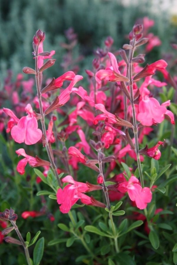 Image of Salvia greggii 'Lipstick' taken at Juniper Level Botanic Gdn, NC by JLBG