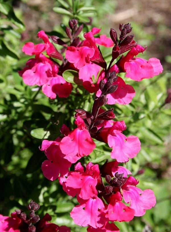 Image of Salvia greggii 'Pink Preference' taken at Juniper Level Botanic Gdn, NC by JLBG
