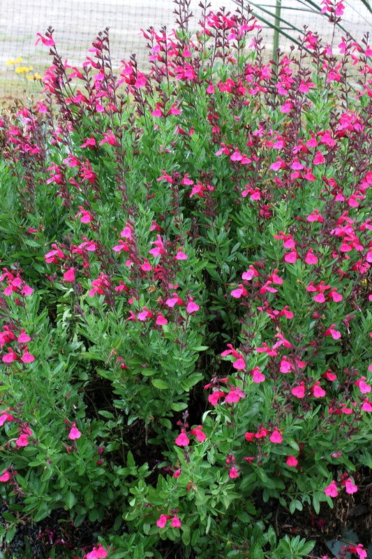 Image of Salvia greggii 'Pink Preference' taken at Juniper Level Botanic Gdn, NC by JLBG
