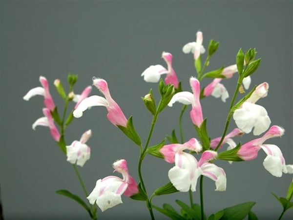 Image of Salvia greggii 'Teresa' taken at D. Steinbrunner Gdn, TX by D. Steinbrunner