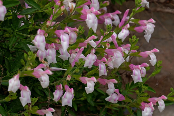 Image of Salvia greggii 'Teresa'
