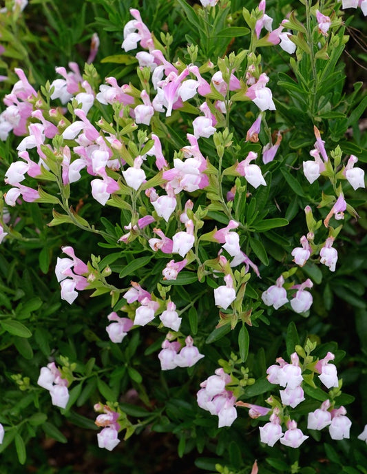 Image of Salvia greggii 'Teresa'