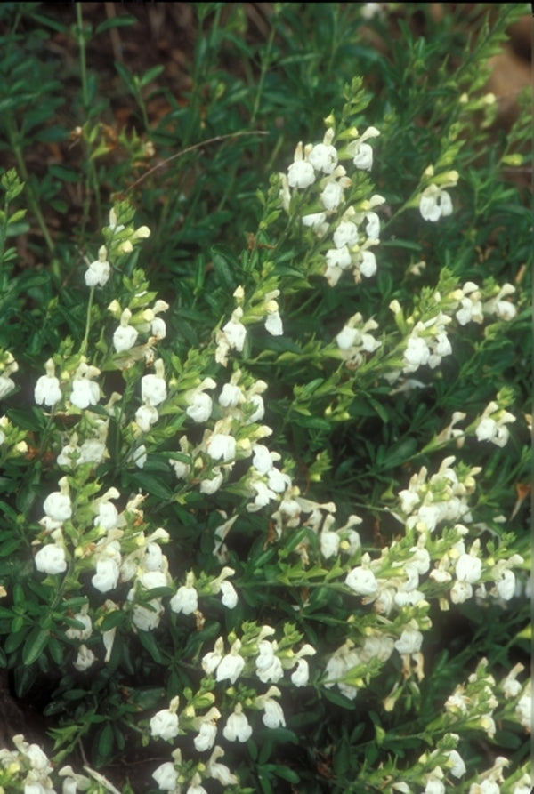 Image of Salvia greggii 'Texas Wedding' taken at Juniper Level Botanic Gdn, NC by JLBG