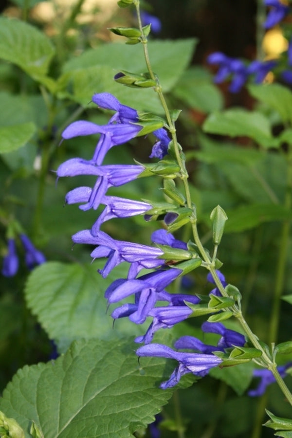 Image of Salvia guaranitica 'Van Remsen' taken at Juniper Level Botanic Gdn, NC by JLBG