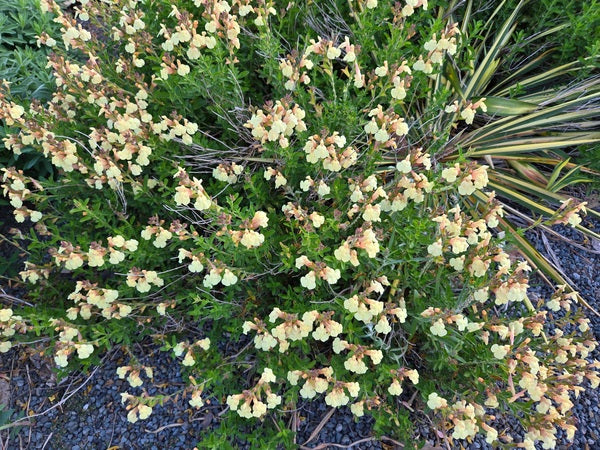 Image of Salvia x jamensis 'Golden Girl' PP 23,997 taken at Juniper Level Botanic Gdn, NC by JLBG