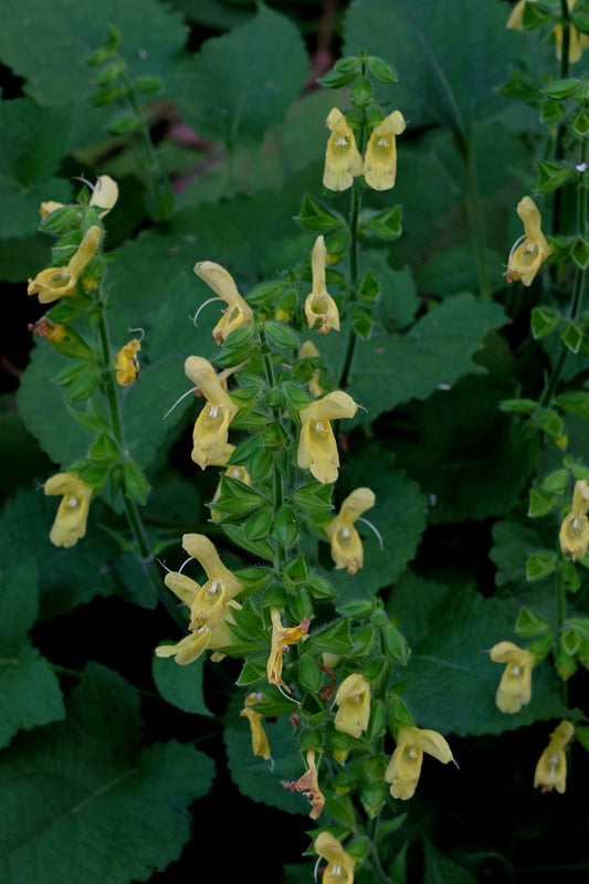 Image of Salvia koyamae