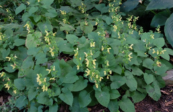 Image of Salvia koyamae taken at Juniper Level Botanic Gdn, NC by JLBG