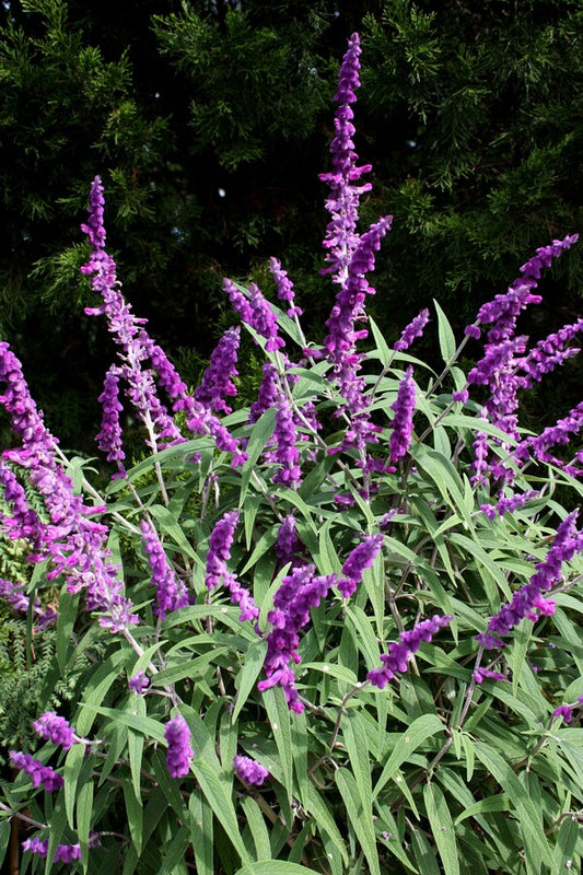 Image of Salvia leucantha 'Midnight' taken at Juniper Level Botanic Gdn, NC by JLBG