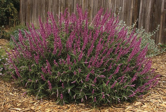 Image of Salvia leucantha 'Santa Barbara' taken at California Gdn, CA by PlantHaven