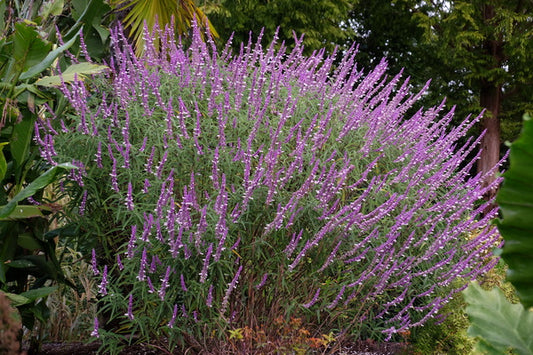 Image of Salvia leucantha taken at Juniper Level Botanic Gdn, NC by JLBG