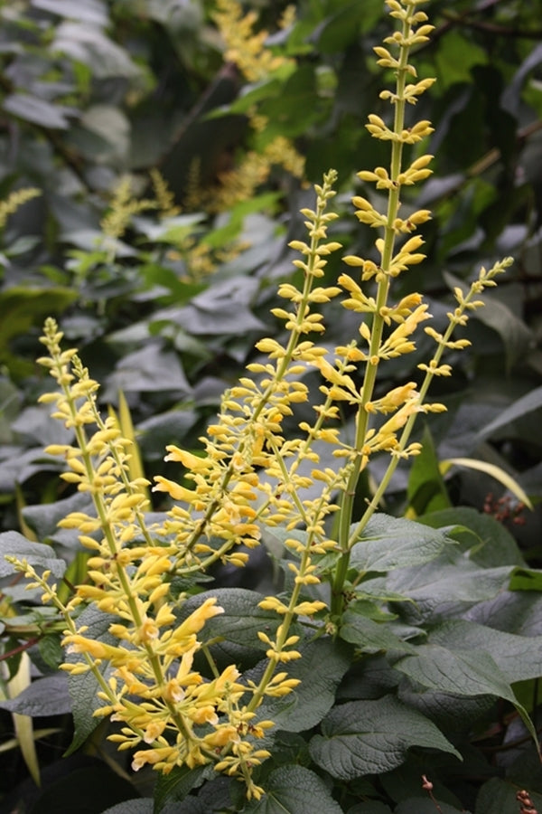 Image of Salvia madrensis 'Red Neck Girl'