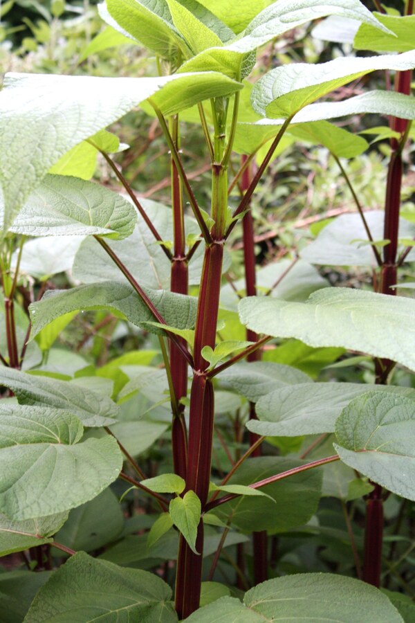 Image of Salvia madrensis 'Red Neck Girl' taken at Juniper Level Botanic Gdn, NC by JLBG