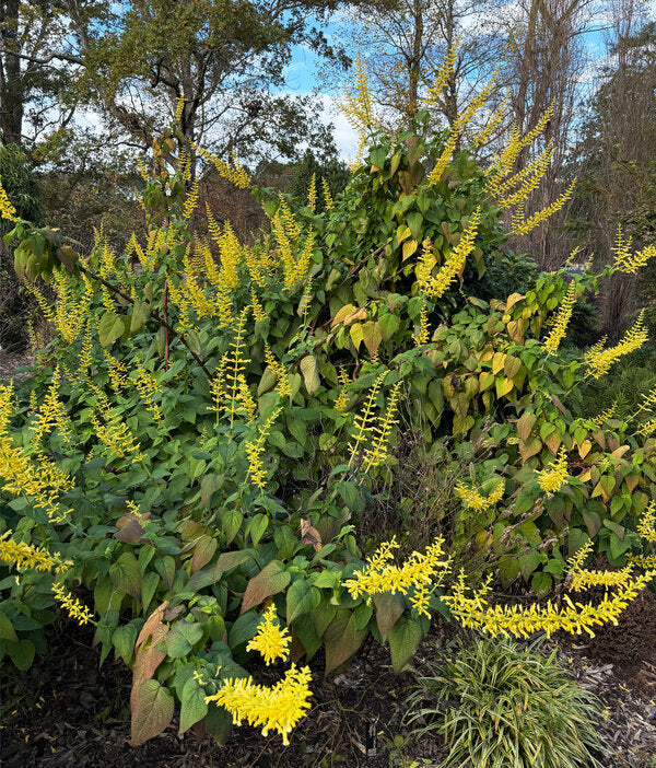 Image of Salvia madrensis 'Red Neck Girl' taken at Juniper Level Botanic Garden, Raleigh NC by Lidia Churakova