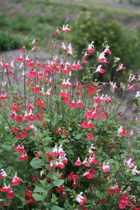 Image of Salvia microphylla 'Hot Lips' taken at Juniper Level Botanic Gdn, NC by JLBG
