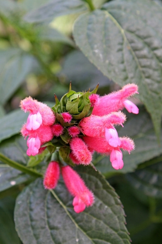 Image of Salvia oxyphora taken at Juniper Level Botanic Gdn, NC by JLBG