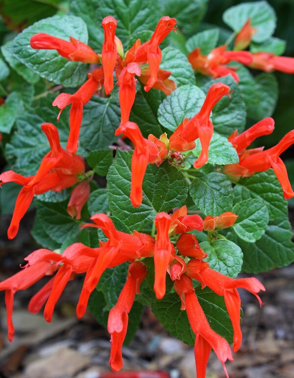 Image of Salvia regla 'Jame' taken at Juniper Level Botanic Gdn, NC by JLBG