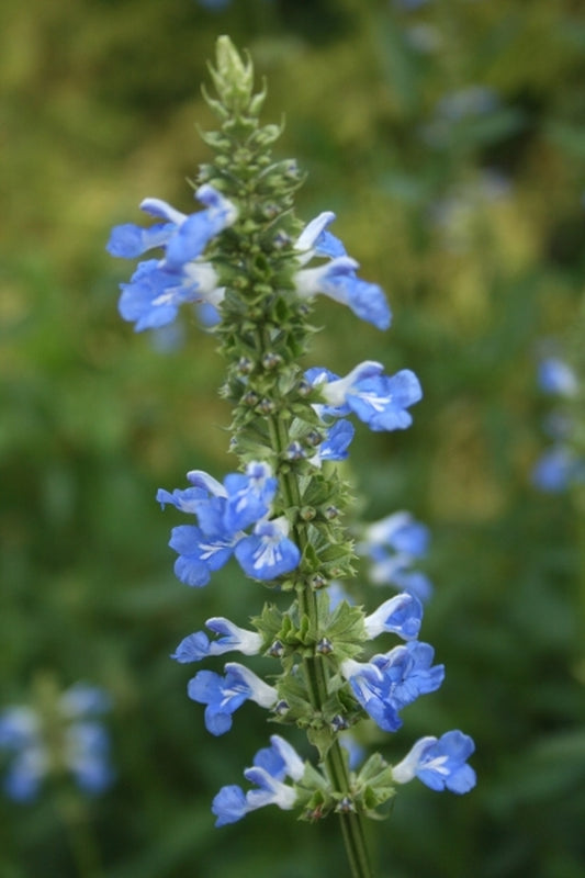 Image of Salvia uliginosa taken at Juniper Level Botanic Gdn, NC by JLBG