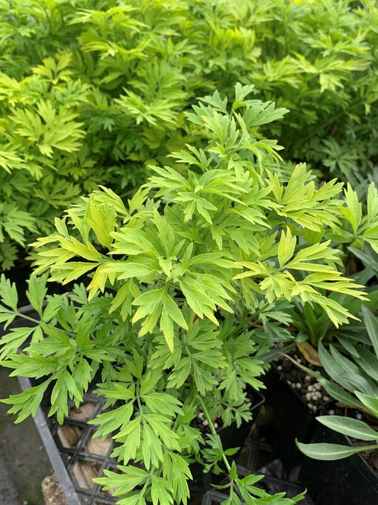 Image of Sambucus nigra 'Golden Tower' PP 28,957 taken at Juniper Level Botanic Gdn, NC by C. Hardison