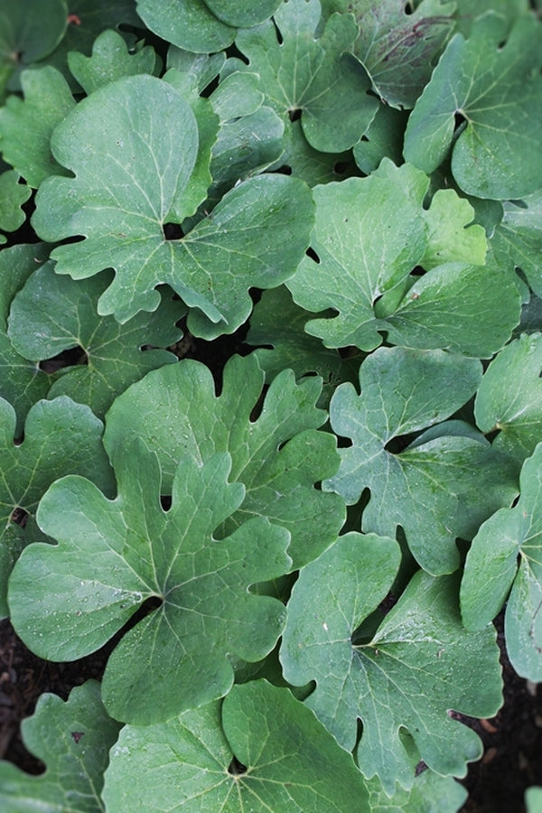 Image of Sanguinaria canadensis 'Missouri River Giant' taken at Juniper Level Botanic Gdn, NC by JLBG