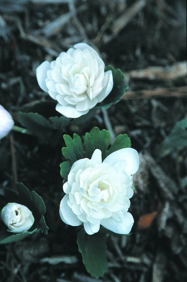 Image of Sanguinaria canadensis 'Multiplex' taken at Juniper Level Botanic Gdn, NC by JLBG