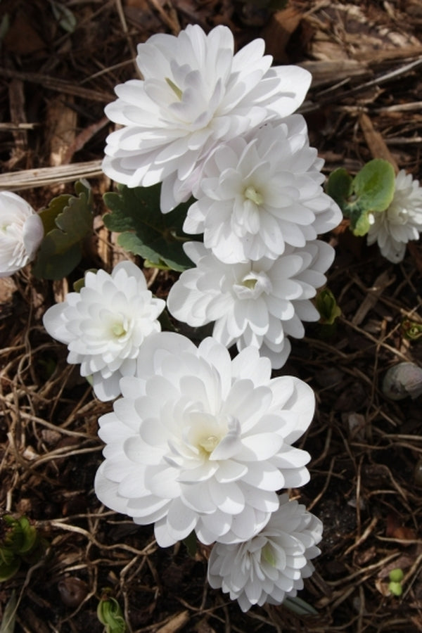 Image of Sanguinaria canadensis 'Multiplex' taken at Juniper Level Botanic Gdn, NC by JLBG