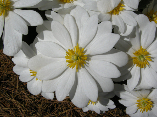 Image of Sanguinaria canadensis 'Snow Cone' by Joe Pye Weed Garden
