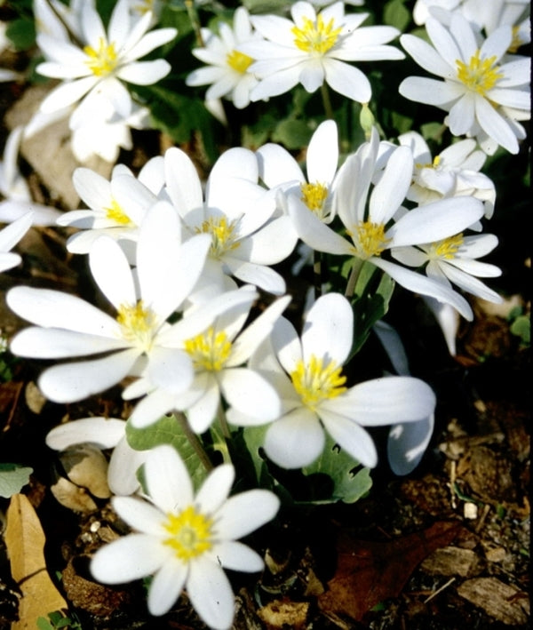 Image of Sanguinaria canadensis taken at Juniper Level Botanic Gdn, NC by JLBG