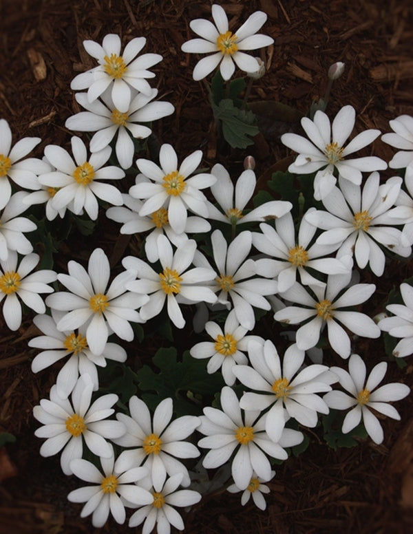 Image of Sanguinaria canadensis taken at Juniper Level Botanic Gdn, NC by JLBG