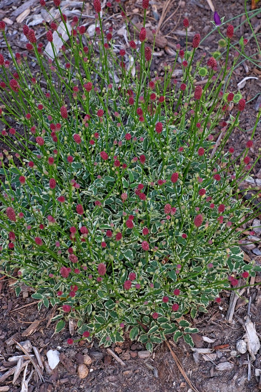 Image of Sanguisorba officinalis var. microcephala 'Little Angel' taken at Juniper Level Botanic Gdn, NC by JLBG
