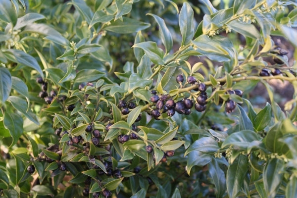 Image of Sarcococca x confusa taken at US National Arboretum, DC