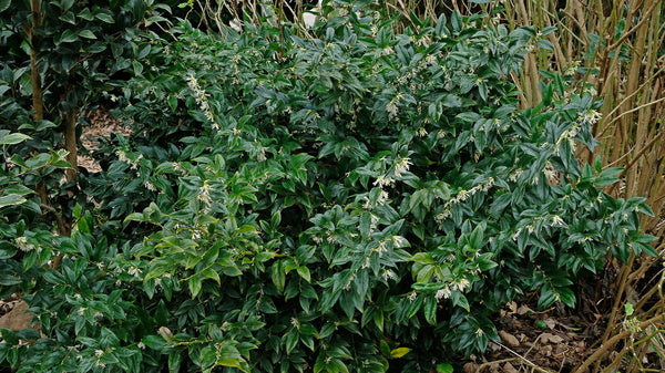 Image of Sarcococca x confusa taken at Juniper Level Botanic Gdn, NC by JLBG