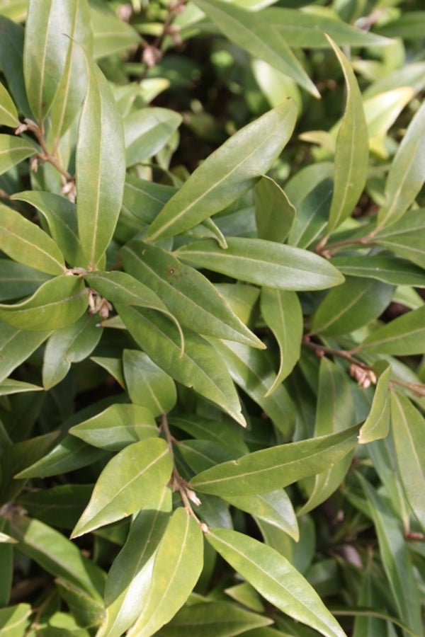 Image of Sarcococca hookeriana var. digyna 'Purple Stem' taken at Juniper Level Botanic Gdn, NC by JLBG