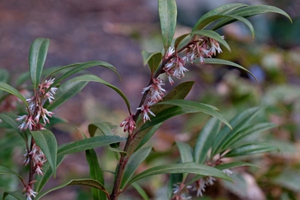 Image of Sarcococca hookeriana var. digyna 'Purple Stem'