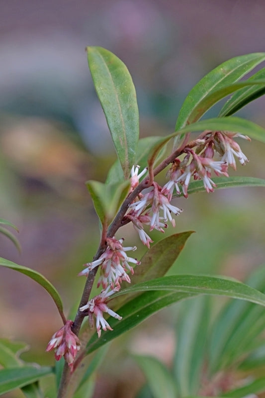 Image of Sarcococca hookeriana var. digyna 'Purple Stem'