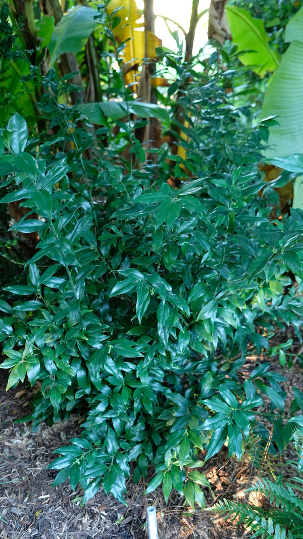Image of Sarcococca ruscifolia 'Emeishan' taken at Juniper Level Botanic Gdn, NC by JLBG