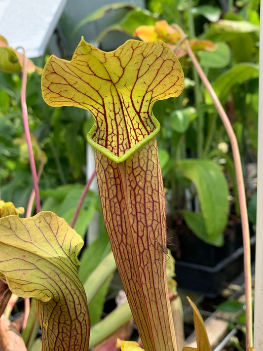 Image of Sarracenia 'Bog Witch' taken at Juniper Level Botanic Gdn, NC by Lidia Churakova