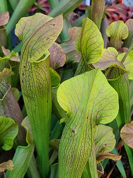 Image of Sarracenia 'Bog Witch' taken at Juniper Level Botanic Gdn, NC by JLBG