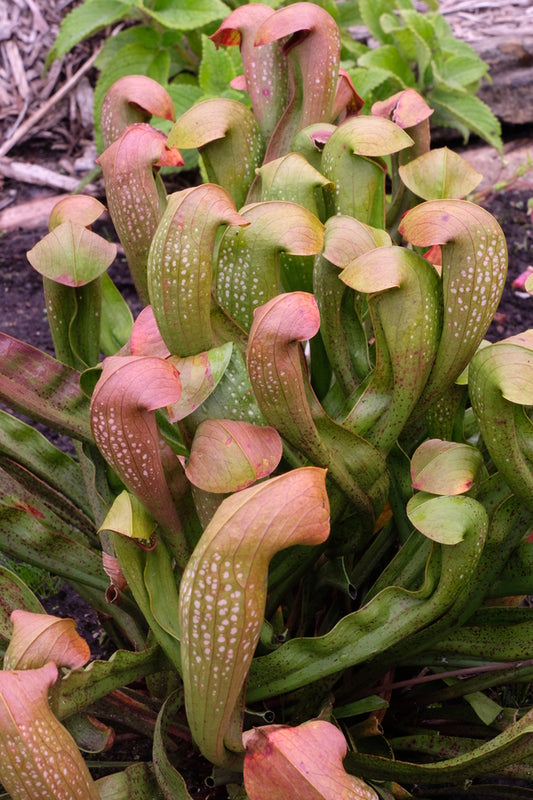 Image of Sarracenia 'Boob Tube' taken at Juniper Level Botanic Gdn, NC by JLBG