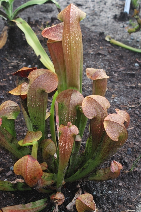 Image of Sarracenia 'Bug Bat'