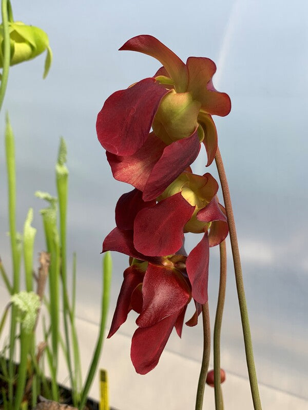 Image of Sarracenia 'Bug Bat' taken at Juniper Level Botanic Gdn, NC by C. Hardison