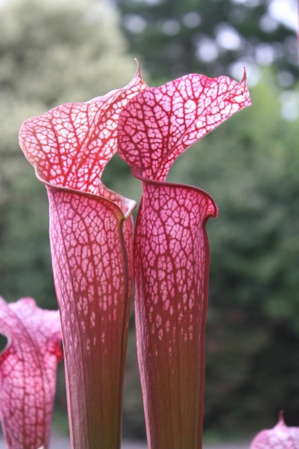 Image of Sarracenia 'Daina's Delight' taken at Juniper Level Botanic Gdn, NC by JLBG