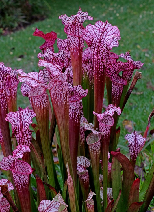 Image of Sarracenia 'Daina's Delight' taken at Juniper Level Botanic Gdn, NC by JLBG