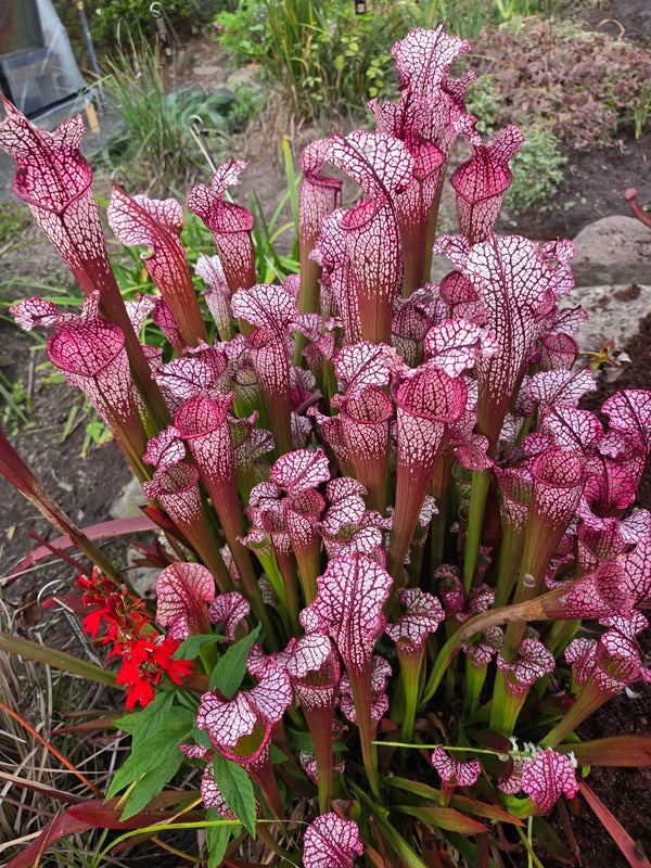 Image of Sarracenia 'Daina's Delight' taken at Juniper Level Botanic Gdn, NC by JLBG
