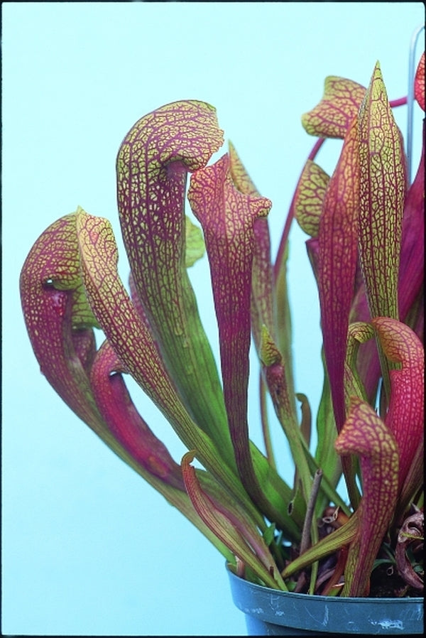 Image of Sarracenia 'Dixie Lace' taken at UNC Charlotte Gdns, NC