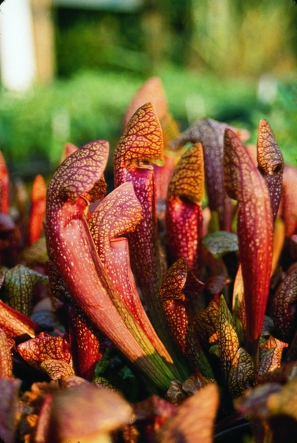 Image of Sarracenia 'Dixie Lace' taken at Juniper Level Botanic Gdn, NC by JLBG